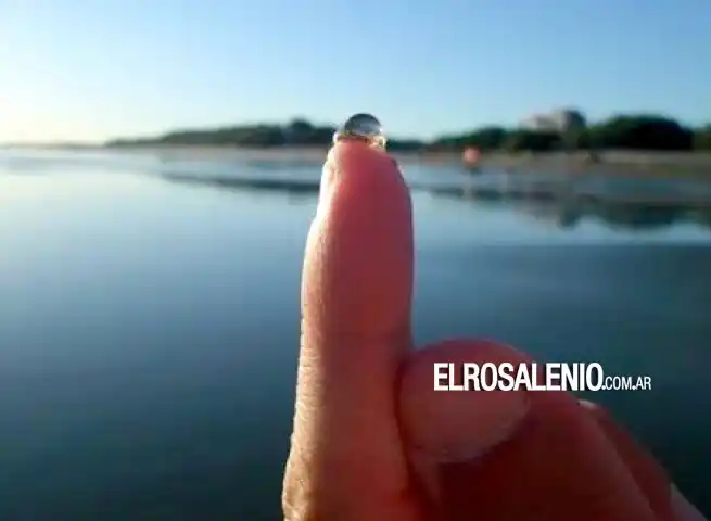 Punta Alta: Aparecieron micromedusas en Punta Ancla y Arroyo Pareja