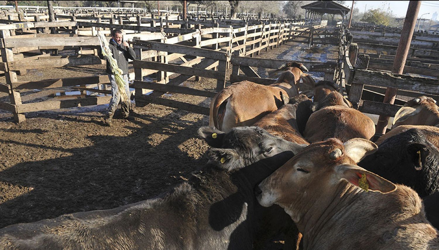 Ingresaron más de 2500 vacunos a Liniers a pesar del paro del campo