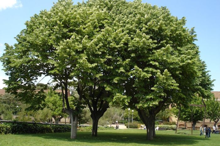 También se plantaron tilos (Ilustrativa)