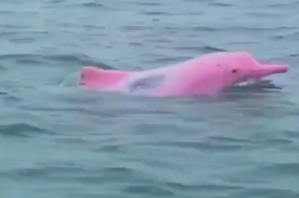 Se trata de un delfín nariz de botella o delfín mular