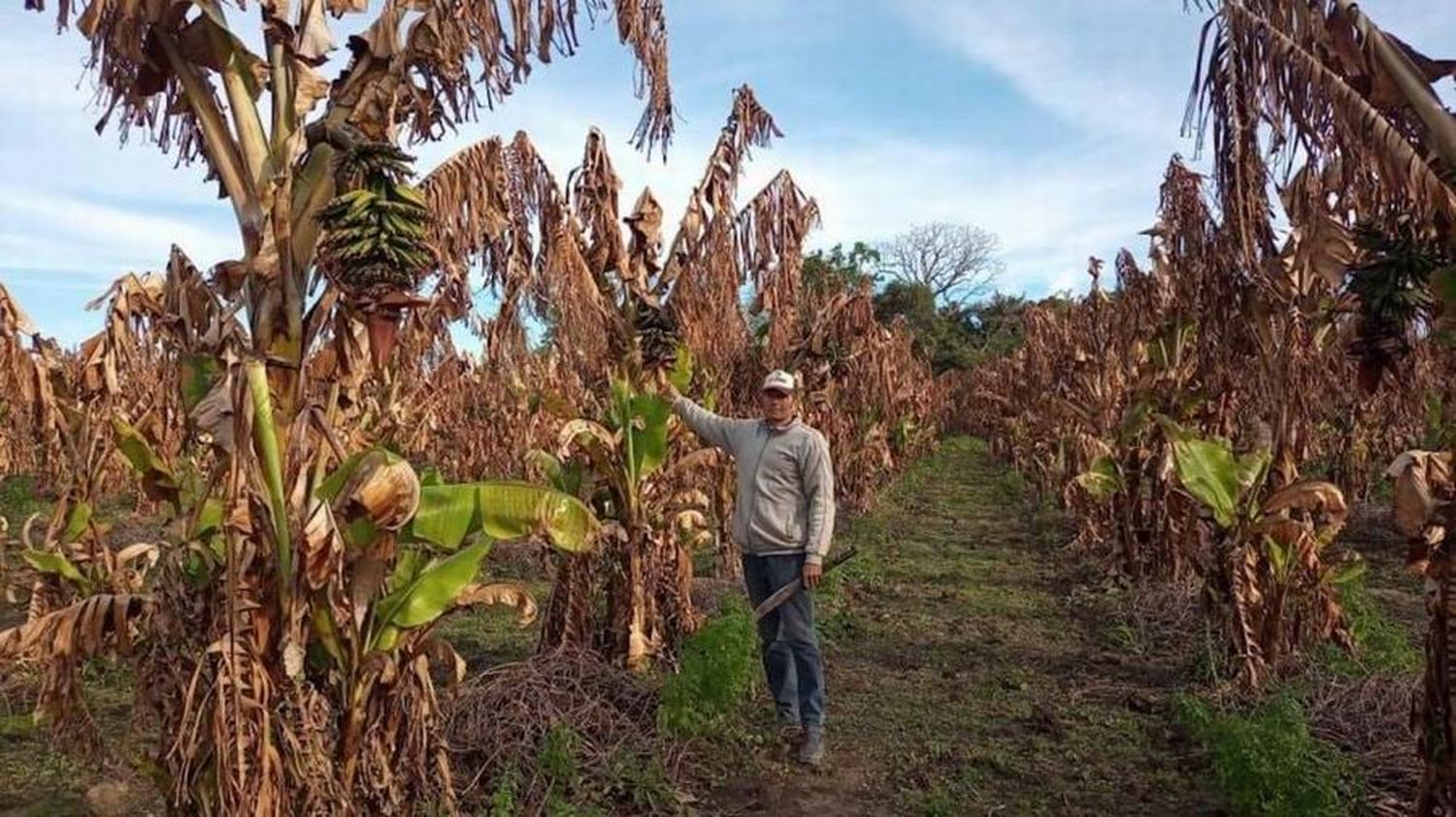 El Gobierno provincial comienza el pago a 
productores de los aportes no reintegrables