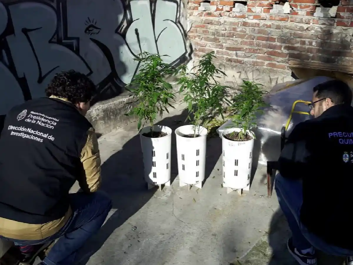 Cultivaban marihuana "gourmet"  y la vendían en las redes sociales	