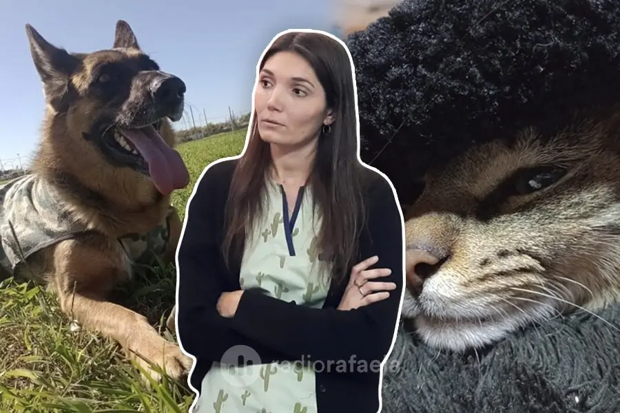 Llegó el frío a Rafaela: ¿cómo debemos cuidar a nuestras mascotas?