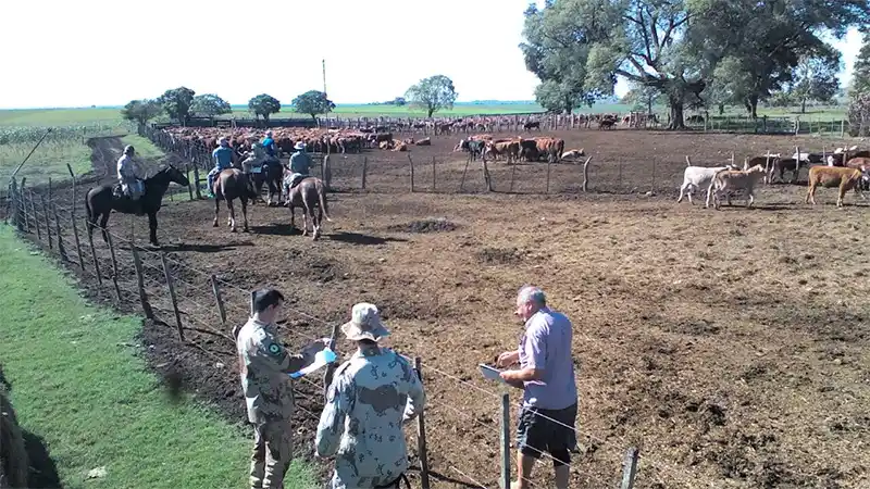 Denunció que le habían robado 20 animales pero le sobraban más de 100