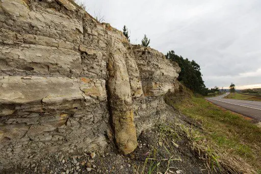 ¡UNA VENTANA AL PASADO! Descubren en Brasil un bosque de 290 millones de años