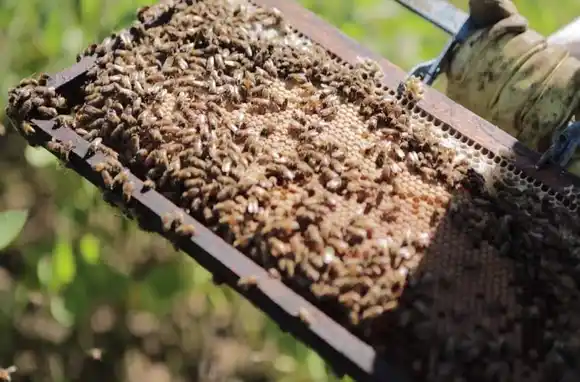 Beeflow: crecer a pesar de las adversidades de la pandemia