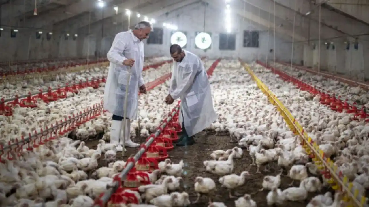 Brote de gripe aviar frena las exportaciones en Brasil