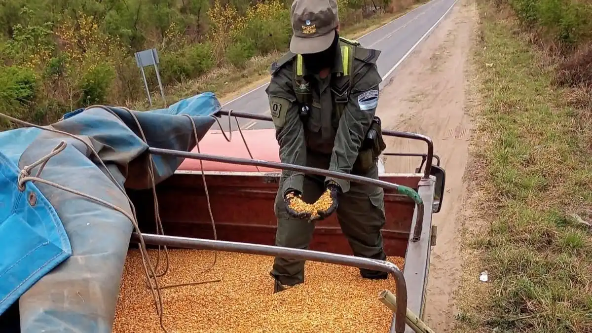 Decomisan 180 toneladas de granos transportados en seis camiones