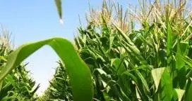 Con más rotación, la producción de maíz podría crecer 70%