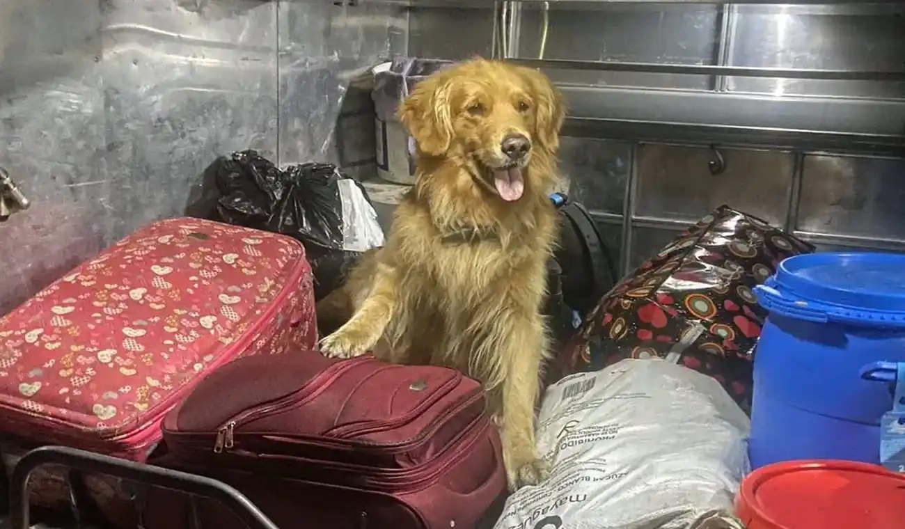 Amenazan de muerte al mejor perro antinarcóticos de Colombia