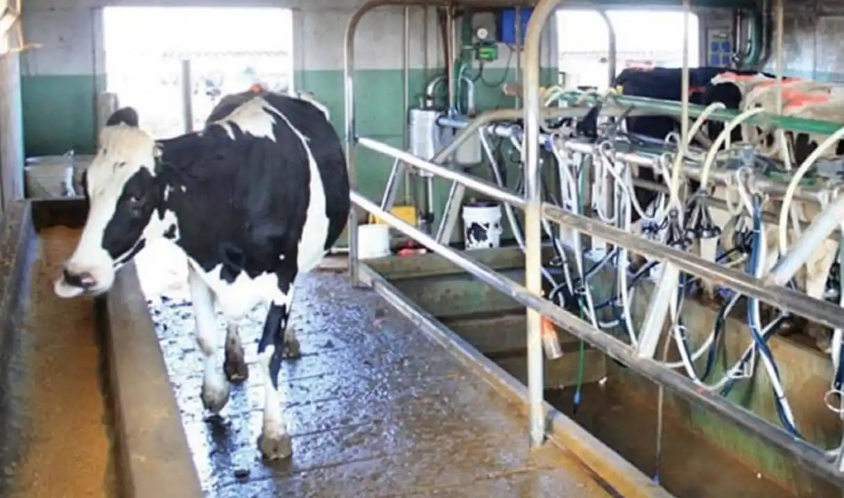 Lanzan créditos a valor producto por hasta 700.000 pesos para tamberos