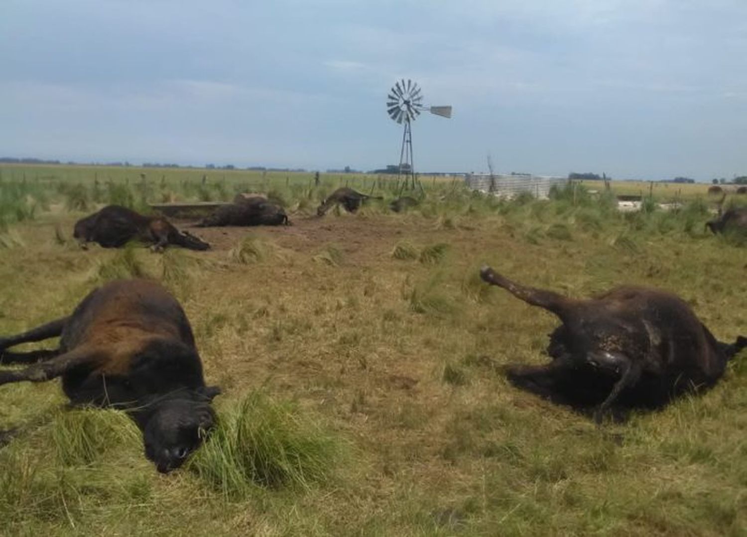 Una gran cantidad de vacunos murieron a causa del estrés térmico en la Cuenca Mar y Sierras