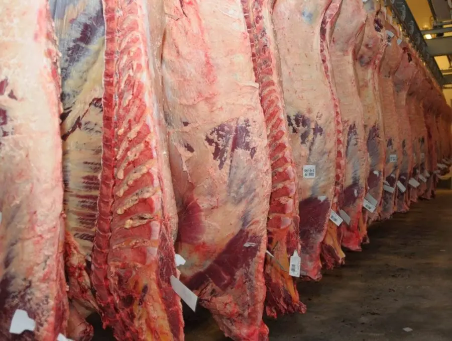 La producción de carne vacuna creció 3,1%