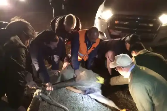 Capturaron el ciervo que había sido localizado en la zona del Aeropuerto de Córdoba