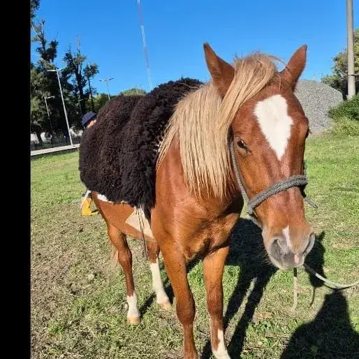 Buscan un caballo extraviado