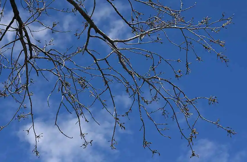 Martes caluroso con nubosidad variable en Rosario