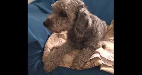 Encontraron esta perrita