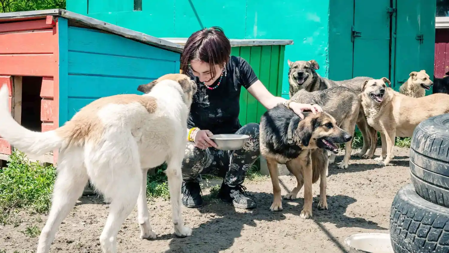 Conciencia Animal lanza campaña para financiar castraciones