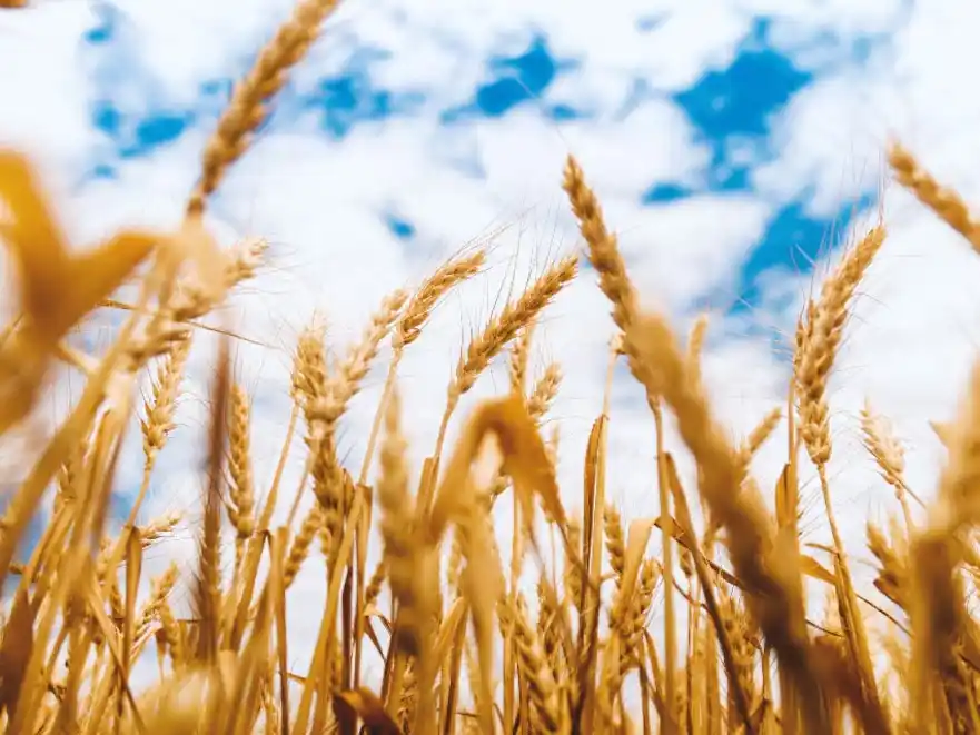 La Bolsa de Comercio de Rosario, proyecta 23 millones de toneladas de trigo para la campaña agrícola 2025/26