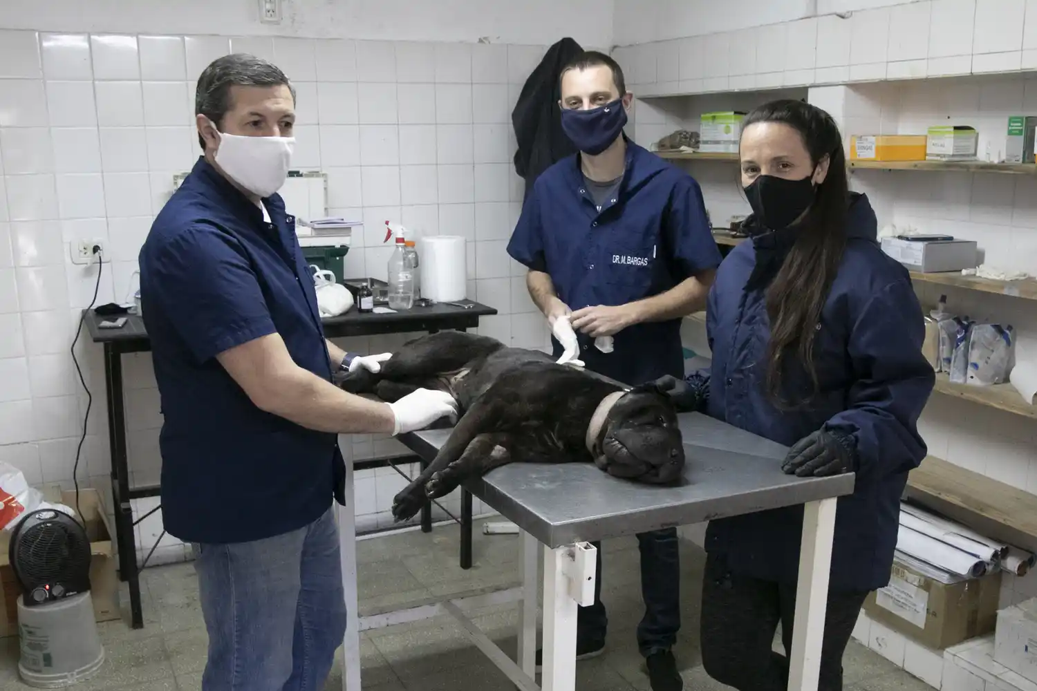 Piaggio resaltó que se han realizado más de 8500 castraciones desde 2015