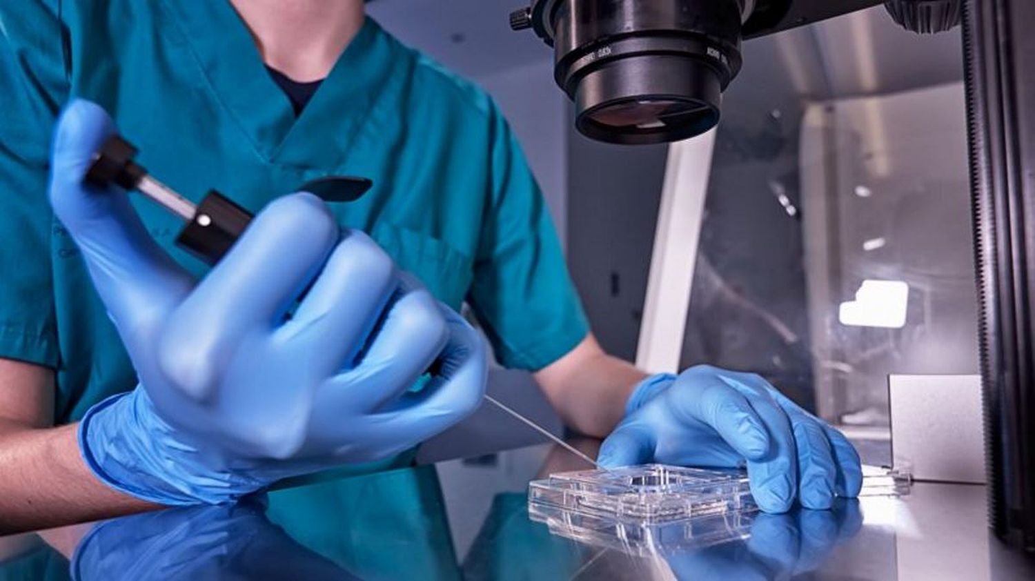 Científicos crearon modelo de embrión sin óvulos, esperma ni útero