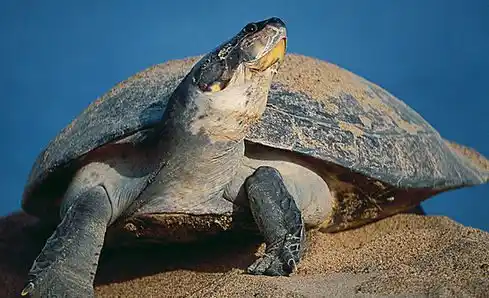 ¡INCREÍBLE! Descubren una Tortuga con 13 MILLONES de años, fosilizada en el desierto de la Tatacoa en Colombia