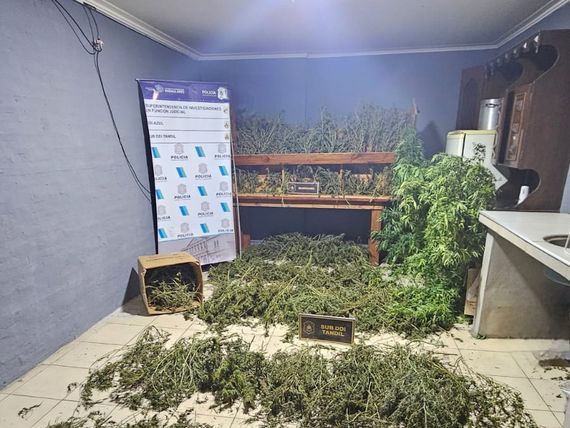 Secuestraron 30kg de marihuana en Colón al 1500