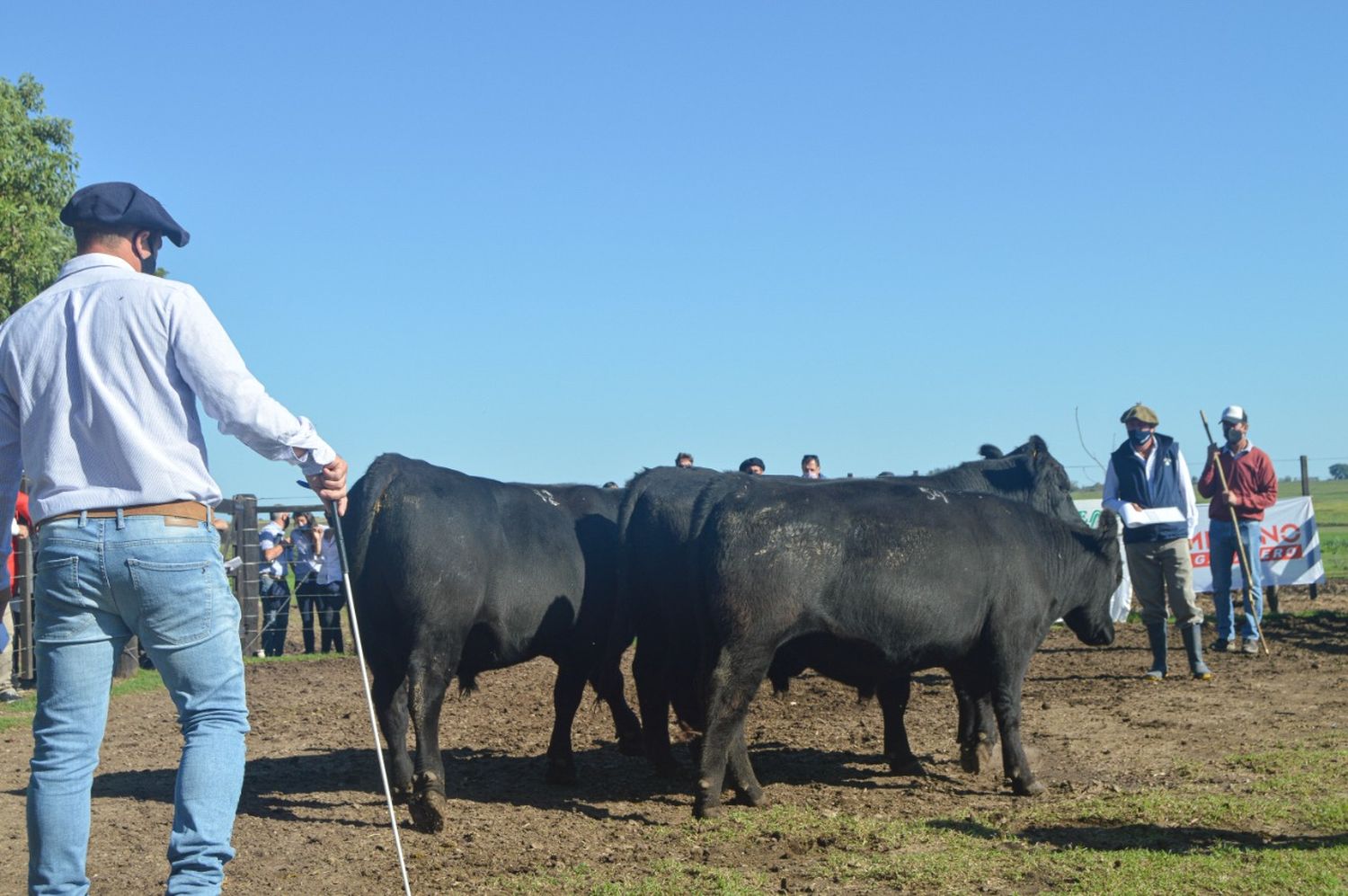 Se realizó la primera jura fenotípica de Angus del Litoral