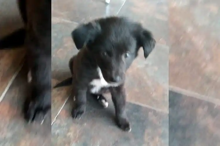 Perrita encontrada en el Paseo