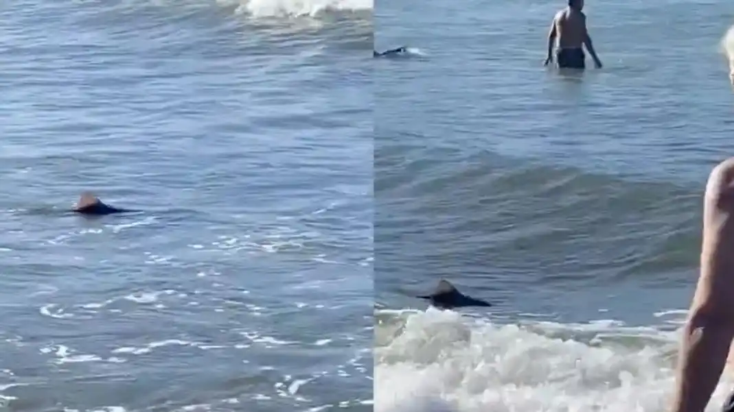 Apareció un tiburón en una playa de Mar del Plata y causó revuelo entre los bañistas
