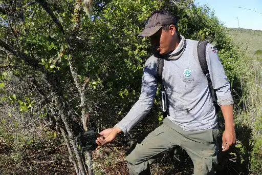¡INCREÍBLE! Iguanas se reproducen en isla de Galápagos de donde desaparecieron  hace un siglo