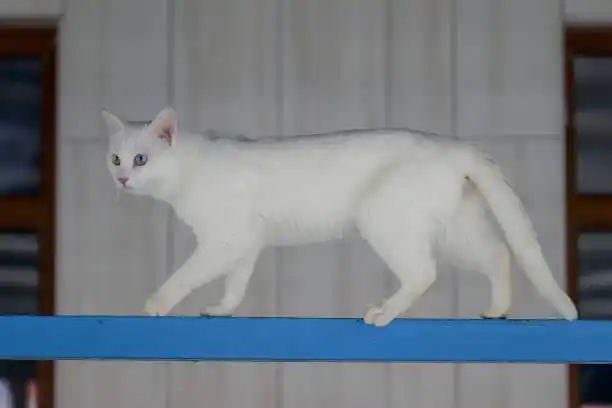 ‘NARCOGATO’ sorprendido con botín de droga