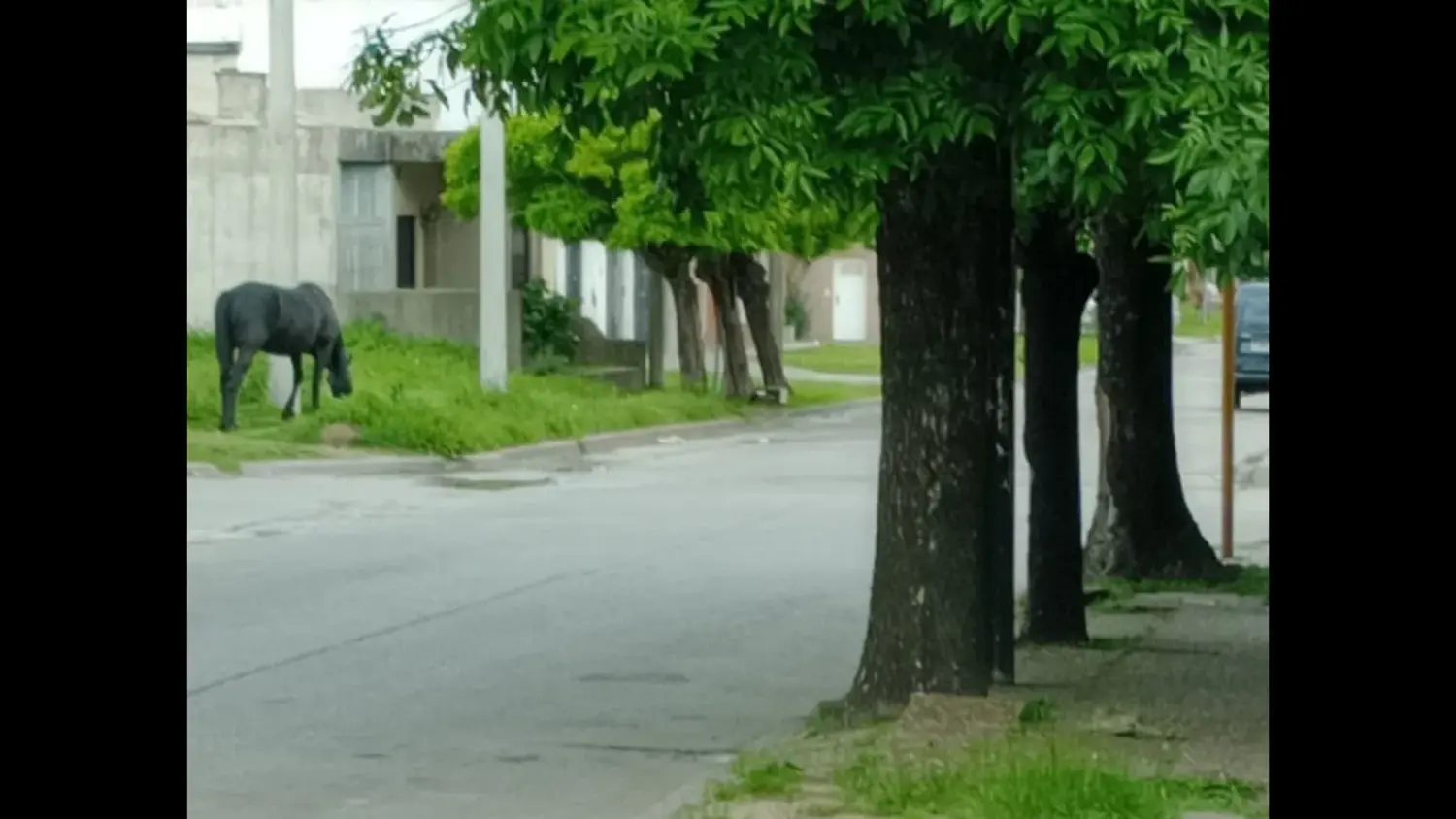 Caballo suelto en San Martín y Rómulo Naón
