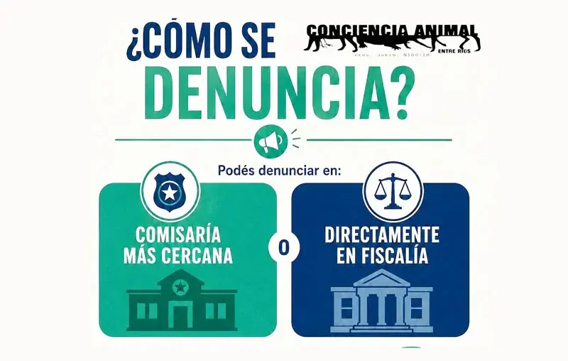 ¿Qué hacer ante casos de maltrato?