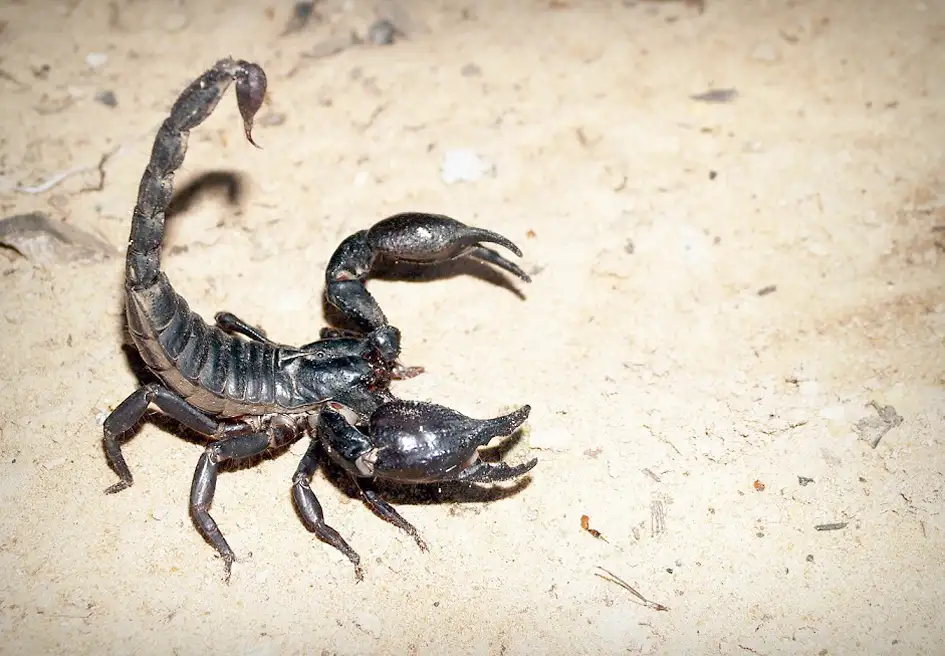 Escorpión de la selva amazónica.
