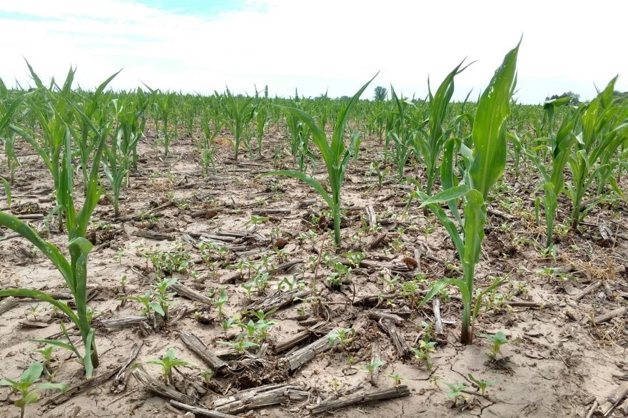 Mesa agropecuaria bonaerense rechazó aspectos técnicos de declaración de Emergencia por sequía