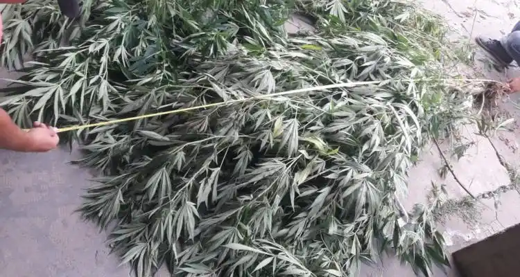 Allanaron una vivienda y detuvieron a un hombre que baleó a otro y tenía plantas de marihuana
