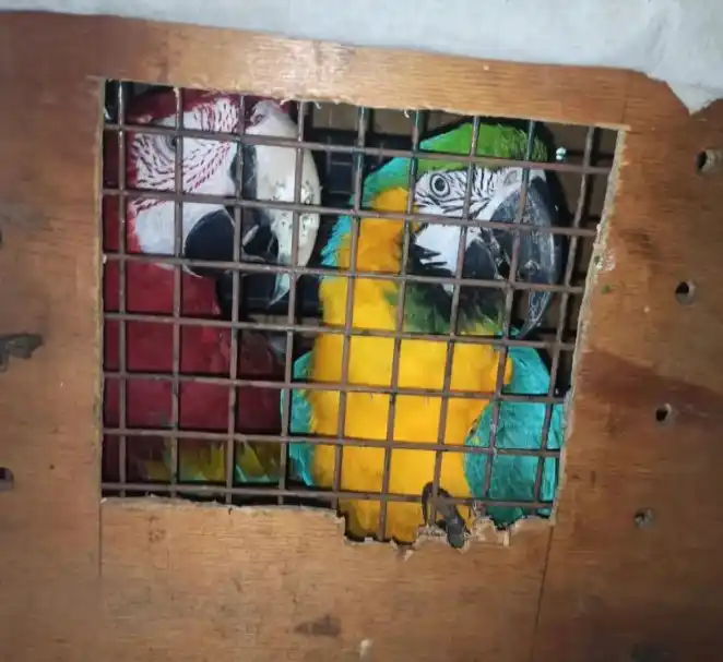 El Centro de Rescate Granja Los Pibes participó en un decomiso de guacamayos
