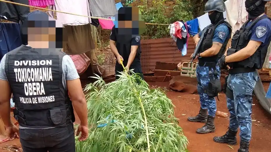 Detuvieron a una mujer de 74 años que tenía una planta de marihuana