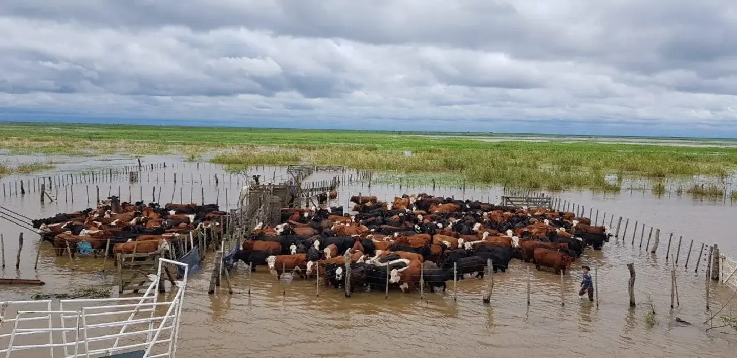Hay preocupación por la posible creciente del Paraná. Foto: Sociedad Rural Argentina.