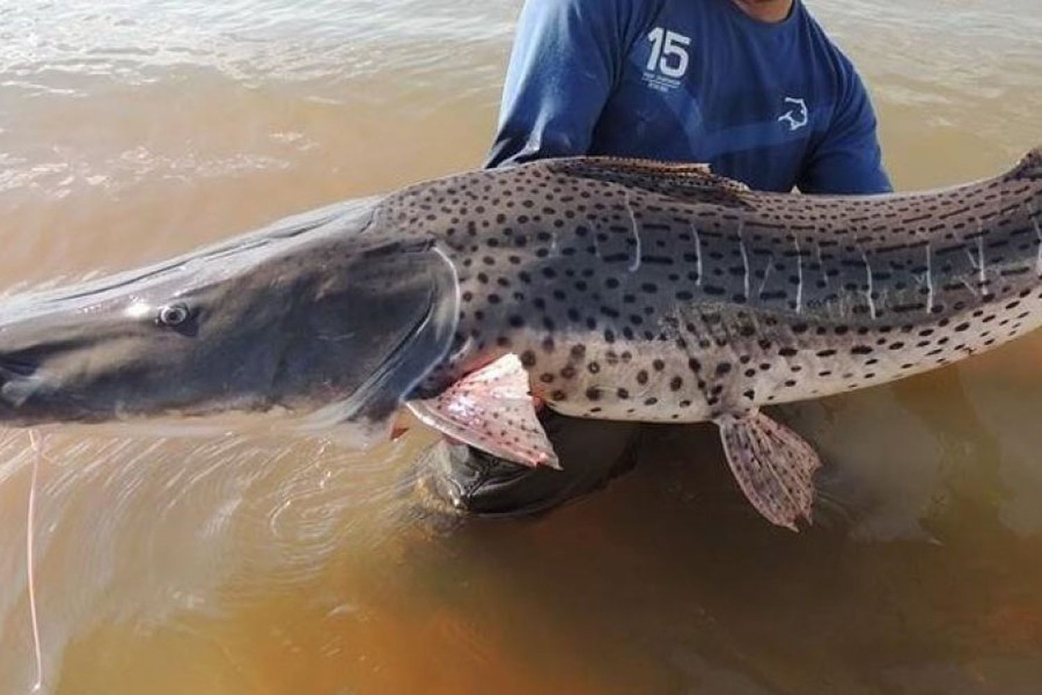 Concientización: a partir de noviembre rige la veda para la pesca de Surubí