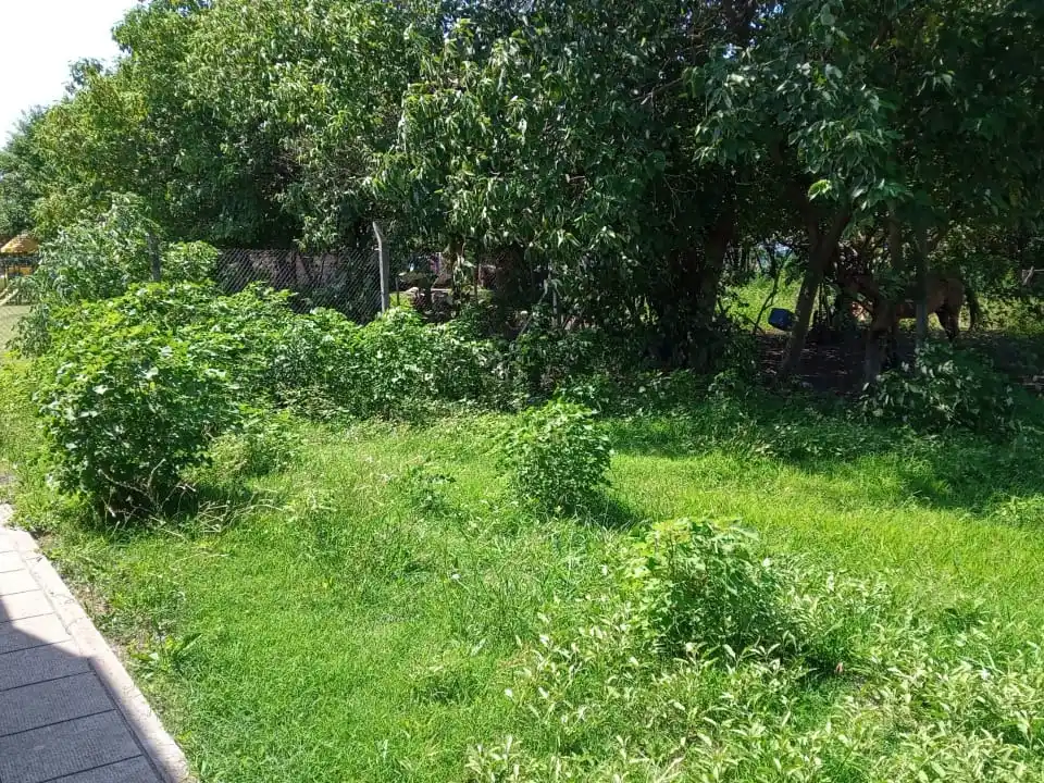 Las autoridades de la escuela aguardan una pronta solución a los pastizales.