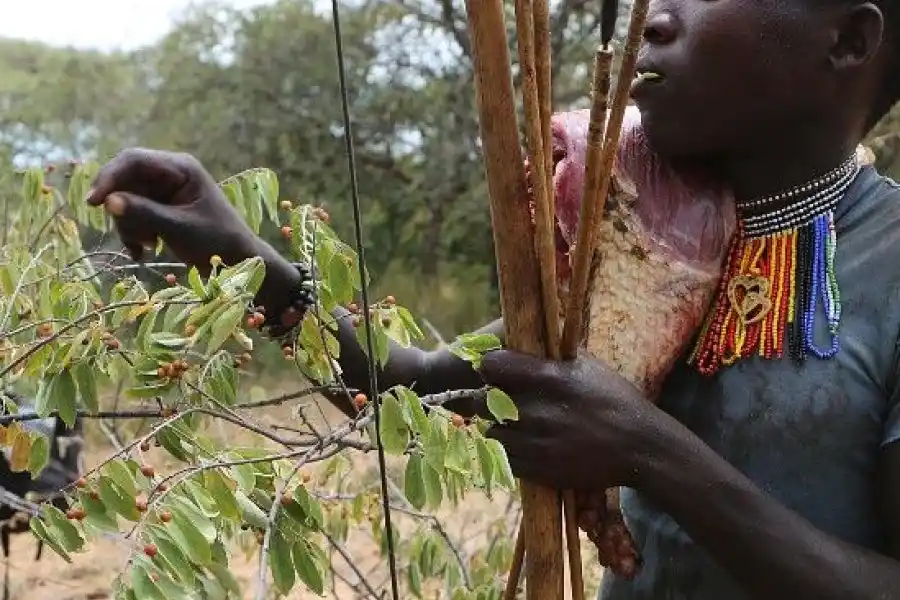 Los Hadza en Tanzania tienen un menú potencial de cerca de ochocientas especies de plantas y animales.
