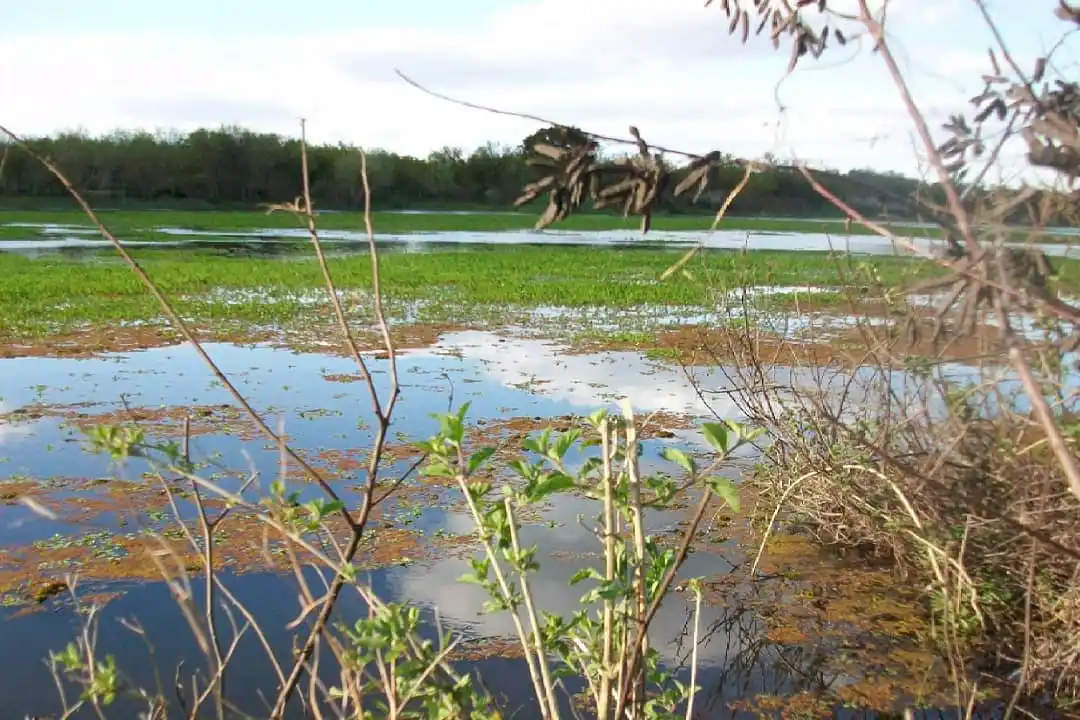 Humedales: vuelven a presentar el proyecto de ley en Diputados