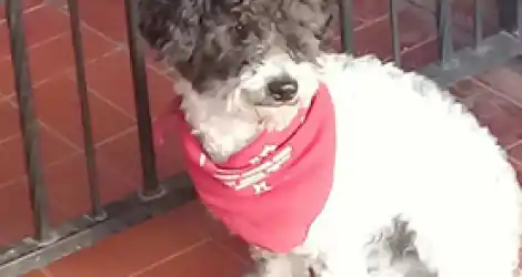 Mascota extraviada