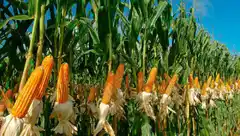 El Gobierno dio marcha atrás con las retenciones al maíz