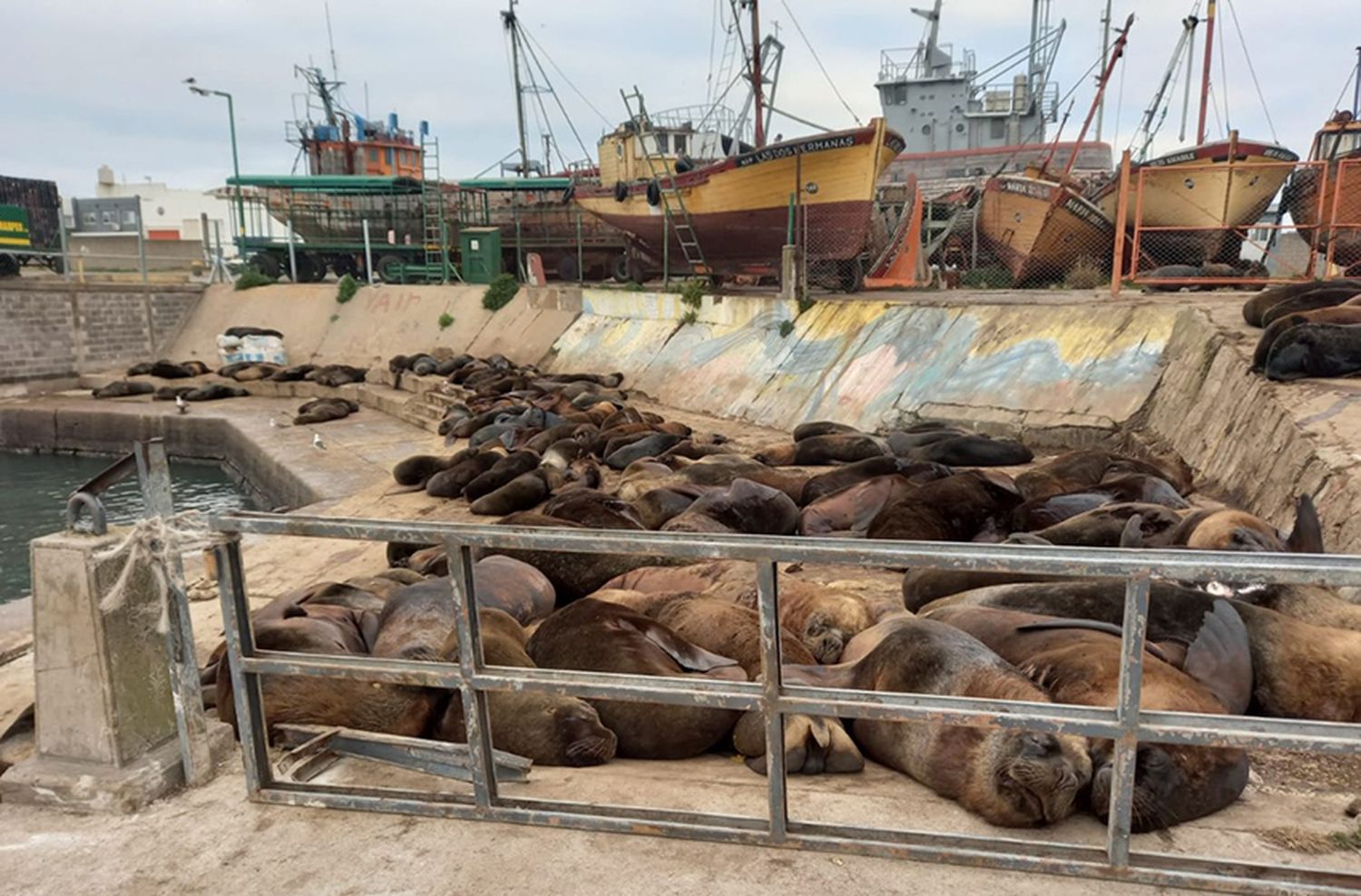 Denuncian una "enorme toxicidad" en las aguas del Puerto de Mar del Plata