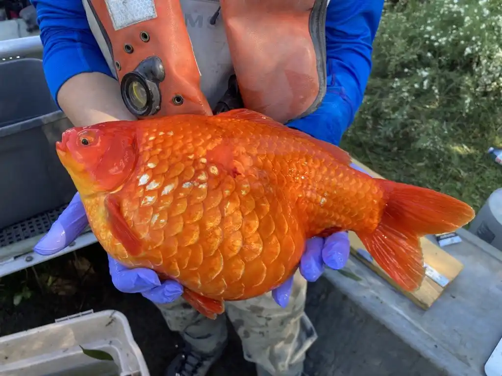 De mascota a amenaza: el pez dorado se convirtió en una especie invasiva en Canadá