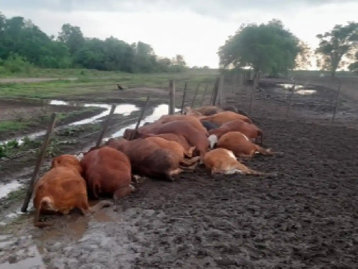 Formosa: un rayo mató a 65 terneros en un corral