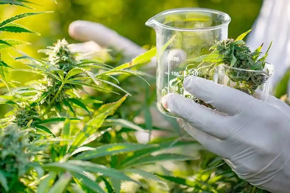 El Consejo tendrá como objetivo asesorar al Estado en el diseño e implementación de políticas públicas vinculadas al uso medicinal del cannabis.